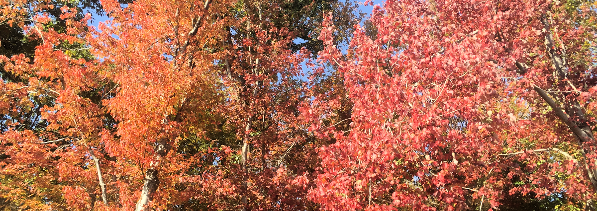 fallleaves