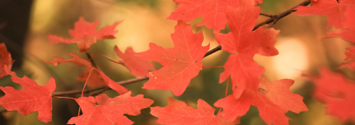 fallleaves